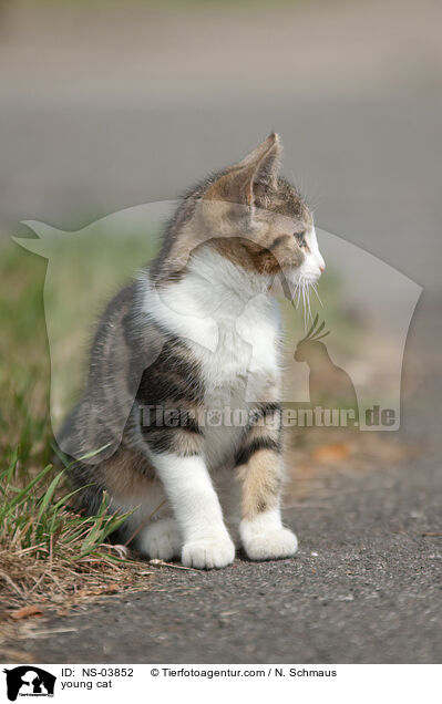 junge Europisch Kurzhaar / young cat / NS-03852