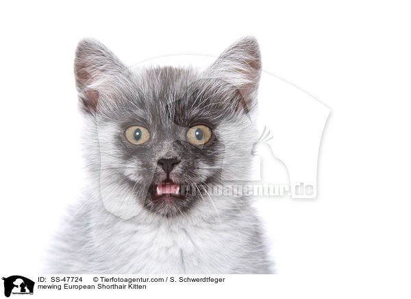 Europisch Kurzhaar Ktzchen miaut / mewing European Shorthair Kitten / SS-47724