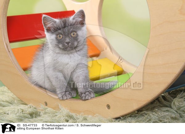 sitzendes Europisch Kurzhaar Ktzchen / sitting European Shorthair Kitten / SS-47733