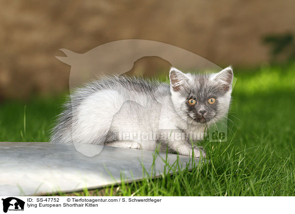 liegendes Europisch Kurzhaar Ktzchen / lying European Shorthair Kitten / SS-47752