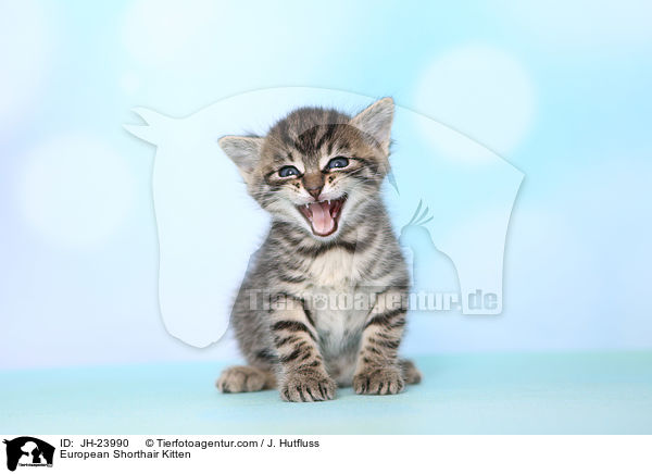 Europisch Kurzhaar Ktzchen / European Shorthair Kitten / JH-23990