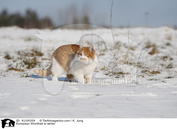 European Shorthair in winter / KJ-04354