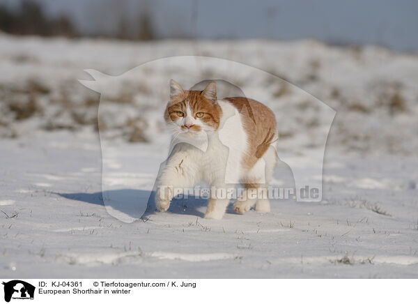 European Shorthair in winter / KJ-04361