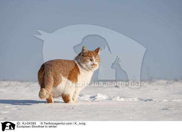 Europisch Kurzhaar im Winter / European Shorthair in winter / KJ-04395