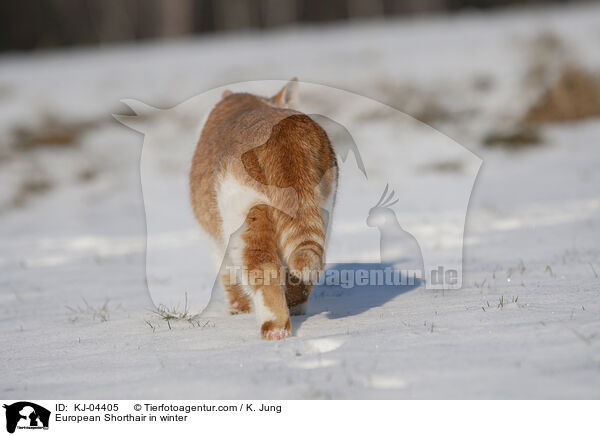 European Shorthair in winter / KJ-04405