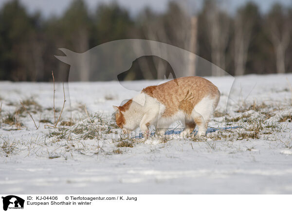 European Shorthair in winter / KJ-04406