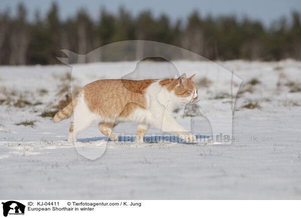 Europisch Kurzhaar im Winter / European Shorthair in winter / KJ-04411