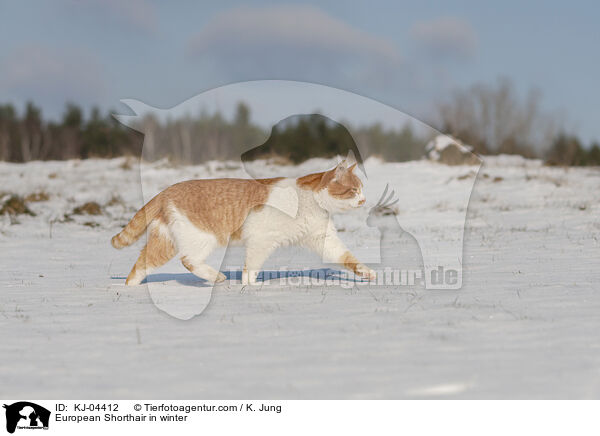 European Shorthair in winter / KJ-04412