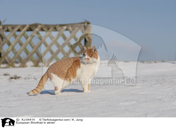 European Shorthair in winter / KJ-04414