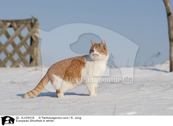 European Shorthair in winter / KJ-04416
