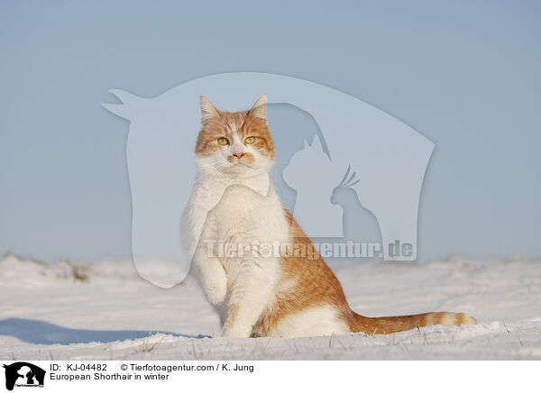 European Shorthair in winter / KJ-04482