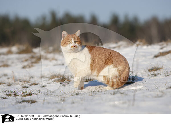 European Shorthair in winter / KJ-04489