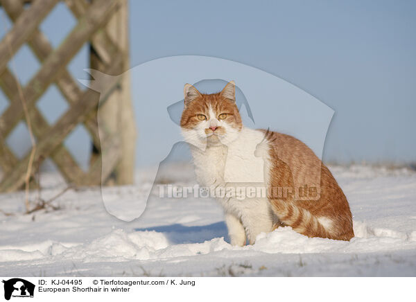 Europisch Kurzhaar im Winter / European Shorthair in winter / KJ-04495