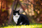 sitting European Shorthair