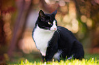 sitting European Shorthair