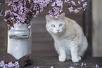 European Shorthair