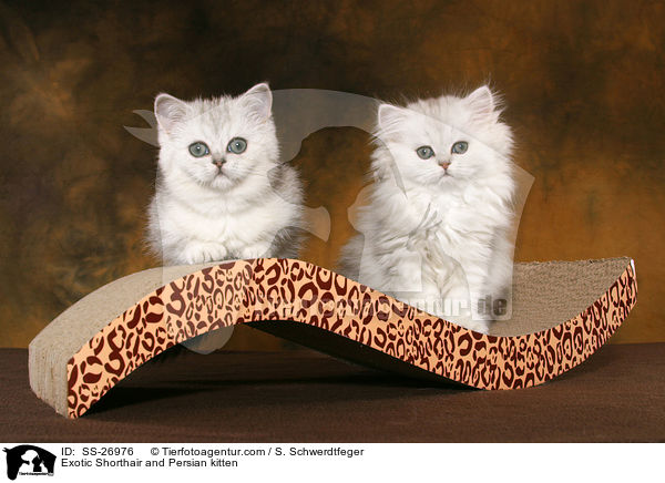 Exotic Shorthair and Persian kitten / SS-26976