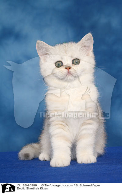 Exotic Shorthair Ktzchen / Exotic Shorthair Kitten / SS-26986