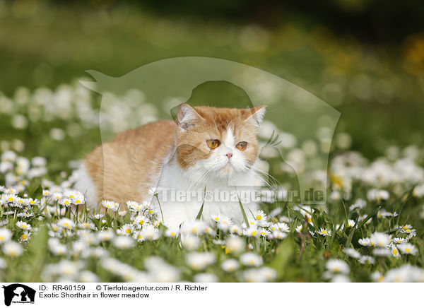 Exotic Shorthair in Blumenwiese / Exotic Shorthair in flower meadow / RR-60159