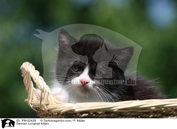 German Longhair Kitten / PM-02428