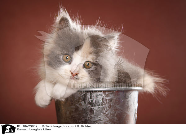 Deutsch Langhaar Ktzchen / German Longhair kitten / RR-23832