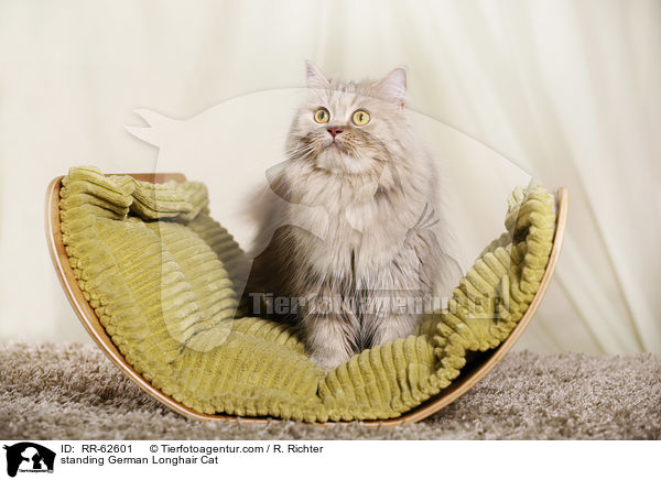 stehende Deutsch Langhaar / standing German Longhair Cat / RR-62601