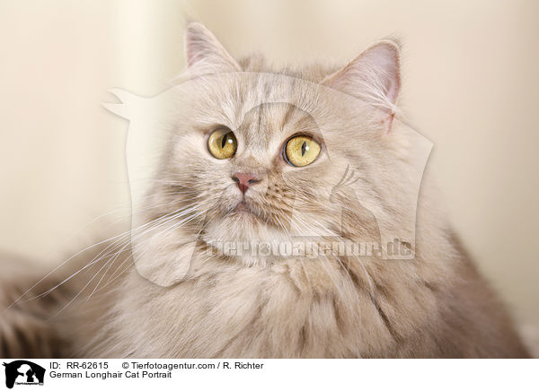 Deutsch Langhaar Portrait / German Longhair Cat Portrait / RR-62615