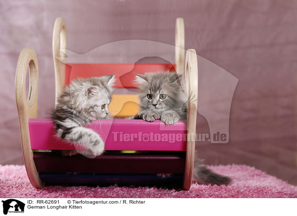 Deutsch Langhaar Ktzchen / German Longhair Kitten / RR-62691