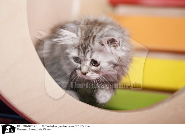 Deutsch Langhaar Ktzchen / German Longhair Kitten / RR-62895