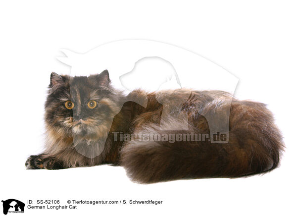 German Longhair Cat / SS-52106