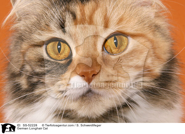 German Longhair Cat / SS-52228