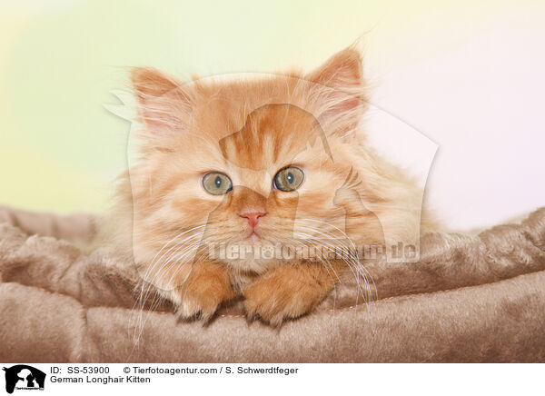 German Longhair Kitten / SS-53900