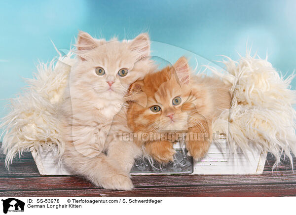 German Longhair Kitten / SS-53978