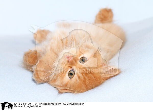 German Longhair Kitten / SS-54100