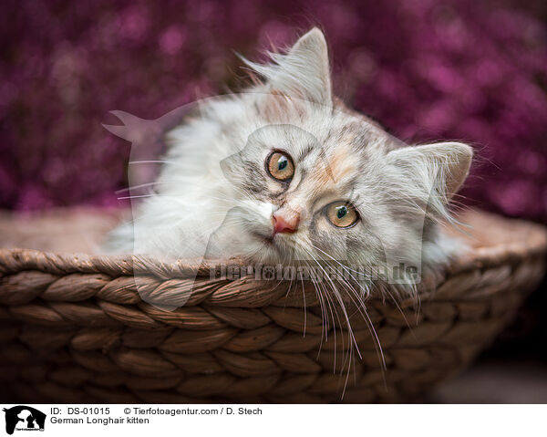German Longhair kitten / DS-01015