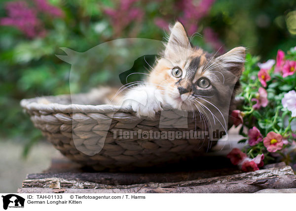 Deutsch Langhaar Ktzchen / German Longhair Kitten / TAH-01133