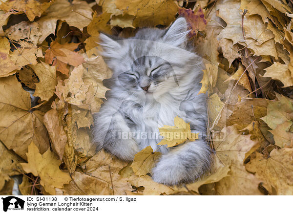 lying German Longhair Kitten / SI-01138