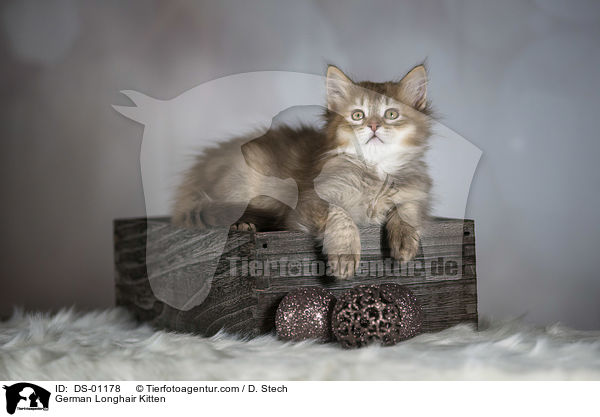Deutsch Langhaar Ktzchen / German Longhair Kitten / DS-01178