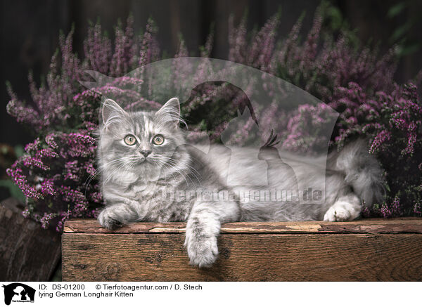 lying German Longhair Kitten / DS-01200