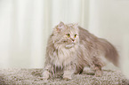 standing German Longhair Cat