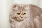 German Longhair Cat Portrait