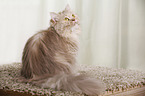 sitting German Longhair Cat