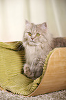 standing German Longhair Cat