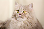 German Longhair Cat Portrait