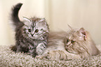 2 German Longhair Cats