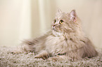 lying German Longhair Cat