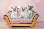 3 kitten