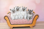 4 kitten