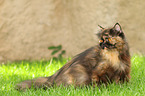 sitting German Longhair Cat