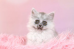 sitting German Longhair Kitten